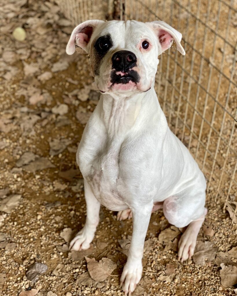 7 YO Kayman is a great dog. He is good with kids over 10 because of his size.